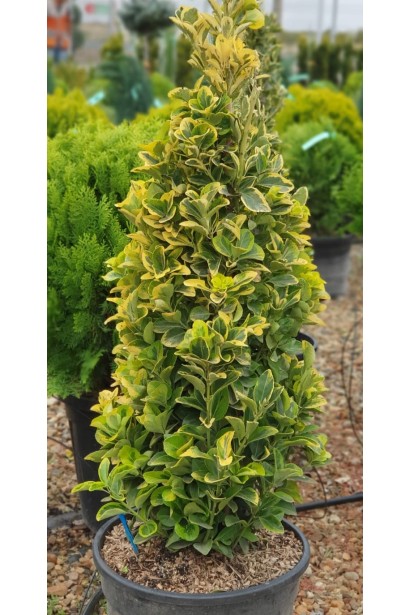 Бруслина японська Ауреус 